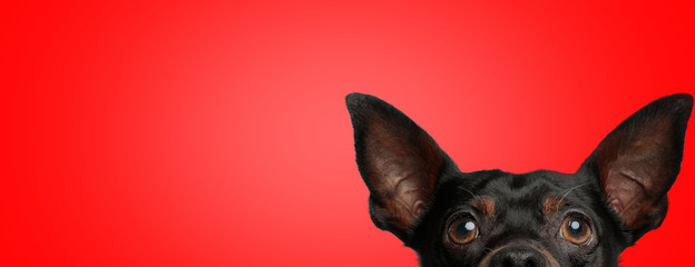 Fototapety  pies pincher wystawiający do kamery tylko połowę głowy