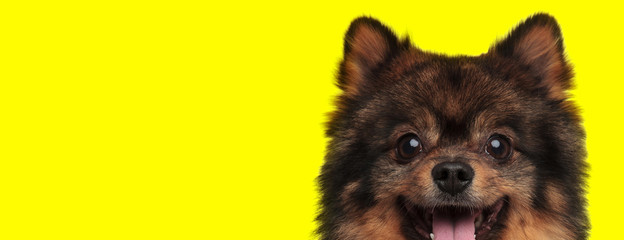 spitz dog with brown fur sticking out tongue happy