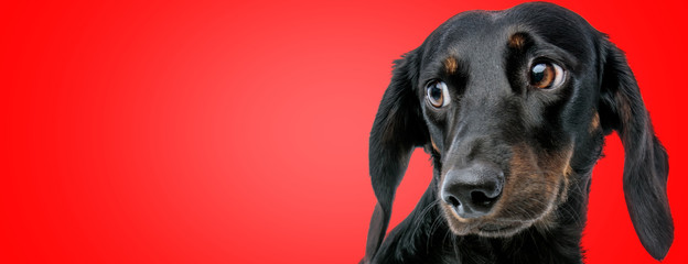 teckel dog looking aside with humble eyes