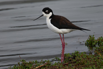 Black-necked stilt, seen in a North California marsh