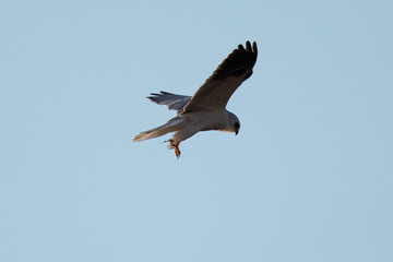 Close-up of a white-tailed kite about to dive an a prey, in seen in the wild in North California 