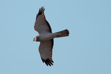 Extremely close view of a female hen harrier gliding while hunting, seen in the wild in North California