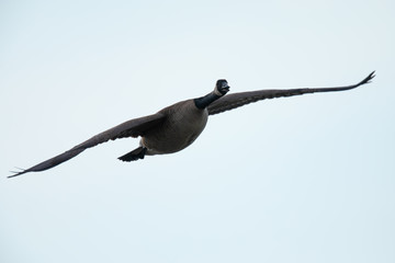 Canada goose quacking while flying, seen in the wild near the San Francisco Bay