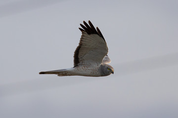 Extremely close view of a female hen harrier gliding while hunting, seen in the wild in North...