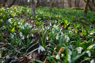 first spring flowers snowdrops after winter with wild garlic in background