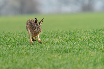 Wild European Hare ( Lepus Europaeus ) Close-Up On Green Background