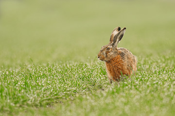 Wild European Hare ( Lepus Europaeus ) Close-Up On Green Background