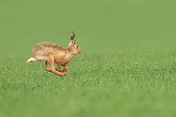 Foto op Aluminium Wild European Hare ( Lepus Europaeus ) Close-Up On Green Background © Ivan