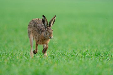 Wild European Hare ( Lepus Europaeus ) Close-Up On Green Background