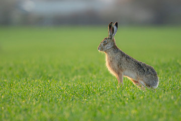 Wild European Hare ( Lepus Europaeus ) Close-Up On Green Background