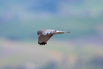 Extremely close view of a female hen harrier gliding while hunting, seen in the wild in North California