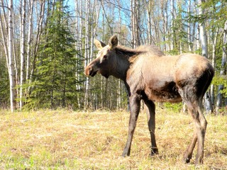 Moose in the park