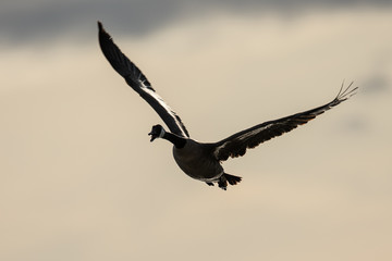 Canada goose quacking while flying, seen in the wild near the San Francisco Bay