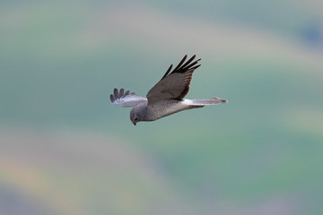 Extremely close view of a female hen harrier gliding while hunting, seen in the wild in North California
