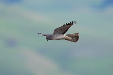 Extremely close view of a female hen harrier gliding while hunting, seen in the wild in North California