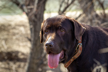 Fototapeta premium dog chocolate labrador retriever stay on green grass background