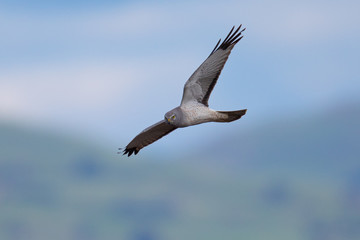 Fototapeta na wymiar Extremely close view of a female hen harrier gliding while hunting, seen in the wild in North California
