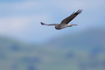 Extremely close view of a female hen harrier gliding while hunting, seen in the wild in North California