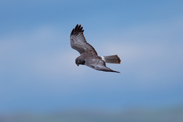 Extremely close view of a female hen harrier gliding while hunting, seen in the wild in North California