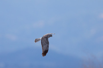 Extremely close view of a female hen harrier gliding while hunting, seen in the wild in North California