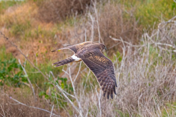 Extremely close view of a male hen harrier gliding while hunting, seen in the wild in North California