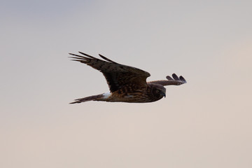 Extremely close view of a male hen harrier gliding while hunting, seen in the wild in North California