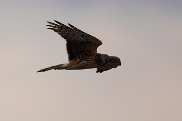 Extremely close view of a male hen harrier gliding while hunting, seen in the wild in North California