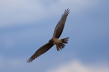 Extremely close view of a male hen harrier gliding while hunting, seen in the wild in North California