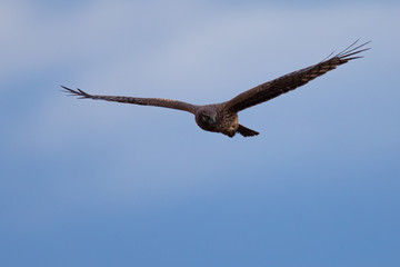 Extremely close view of a male hen harrier gliding while hunting, seen in the wild in North California