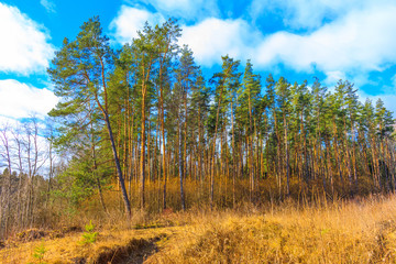 Morning in a pine forest