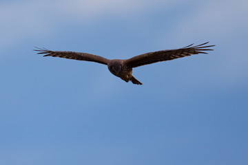 Extremely close view of a male hen harrier gliding while hunting, seen in the wild in North California