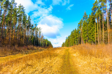 Fototapeta premium Morning in a pine forest