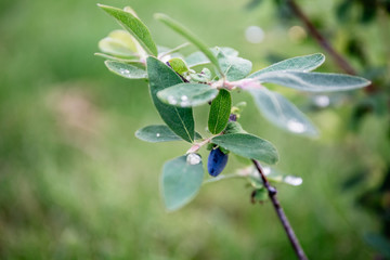 Bush of a honeysuckle in the garden. Berry grows nature. Summer harvest in the garden