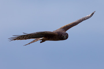 Extremely close view of a male hen harrier gliding while hunting, seen in the wild in North California