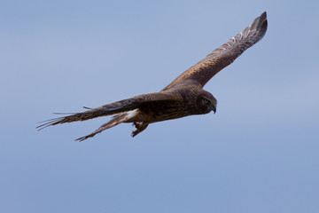 Extremely close view of a male hen harrier gliding while hunting, seen in the wild in North California
