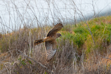 Extremely close view of a male hen harrier gliding while hunting, seen in the wild in North California
