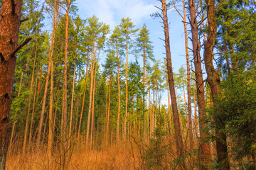 Morning in a pine forest