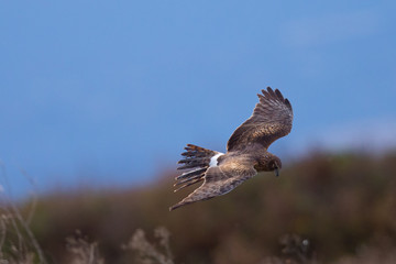 Extremely close view of a male hen harrier gliding while hunting, seen in the wild in North California