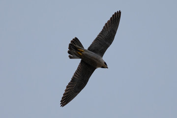Obraz premium Close view of a Peregrine Falcon flying, seen in the wild near the San Francisco Bay