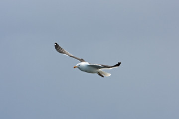 Sea gull from South Africa, Sky, gull