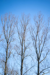 Fototapeta na wymiar Bäume und blauer Himmel