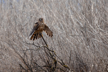 Male hen harrier perched , seen in the wild in North California