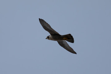 Close view of a Peregrine Falcon flying, seen in the wild near the San Francisco Bay