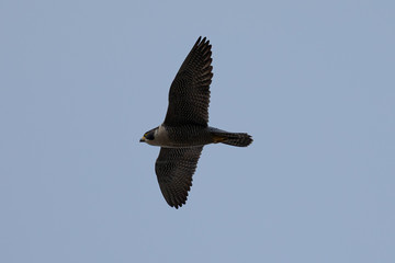 Close view of a Peregrine Falcon flying, seen in the wild near the San Francisco Bay