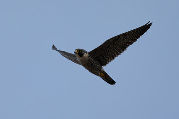 Close view of a Peregrine Falcon flying, seen in the wild near the San Francisco Bay
