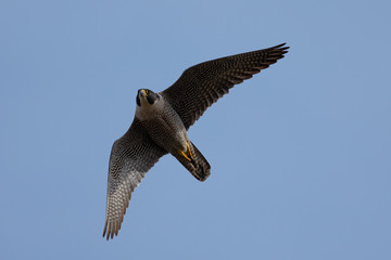 Close view of a Peregrine Falcon flying, seen in the wild near the San Francisco Bay