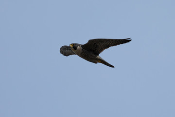 Close view of a Peregrine Falcon flying, seen in the wild near the San Francisco Bay