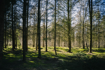 Fototapeta premium Bäume