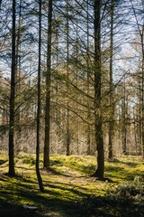 Fototapeta premium Wald