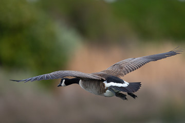 Canada goose flying, seen in the wild near the San Francisco Bay